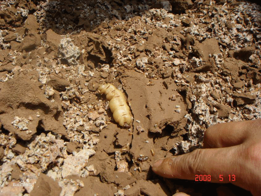 湖南鸿源常用的白蚁灭治方法有如下几种：挖巢法，专业白蚁防治，专业灭白蚁，安全灭白蚁